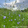 Flax - Northern Princess *NEW* Flower seeds