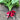 Bunch of French Breakfast radishes tied with elastic band with leaves attached, on top of wooden table