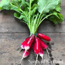Bunch of French Breakfast radishes tied with elastic band with leaves attached, on top of wooden table