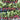 3 grouped horizontal rows of French Breakfast radishes 