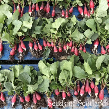 3 grouped horizontal rows of French Breakfast radishes 