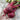Three Jannis Beetroots with leaves attached on top of a wooden table