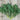 Kale - North Star Polaris *NEW* Kale Seeds