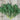 Kale - North Star Polaris *NEW* Kale Seeds