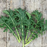 Kale - North Star Polaris *NEW* Kale Seeds