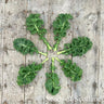 Kale leaves arranged in a circular pattern on a wooden surface