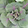 Shetland Kail / Cabbage Kale Seeds