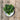 Kale Sutherland Kale Seeds
