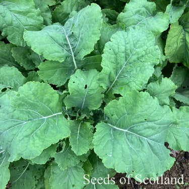 Kale Sutherland Kale Seeds