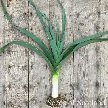 One Musselburgh leek on a wooden table