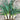 Four Musselburgh leeks on a wooden table