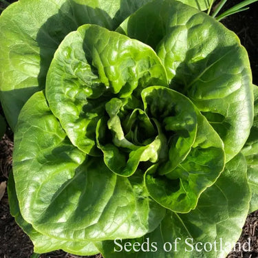 Little Gem Maureen lettuce head seen from above
