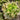 Grenoble Rouge lettuce head seen from above.
