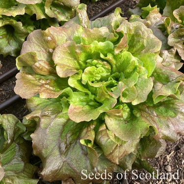 Grenoble Rouge lettuce head seen from above.