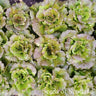 Grenoble Rouge lettuce bed seen from above