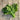 Green leaves on wooden table