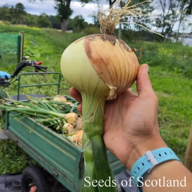 Hand extended holding freshly harvested Ailsa Craig onion upside down with stem facing down, in front of trailer full of onions