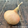Dried Ailsa Craig Onion on a wooden table