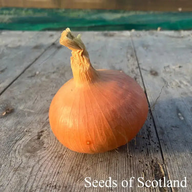 Close up of a cured Buan Onion on a wooden table