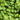 Close-up of green leaves with a natural background