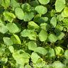 Close-up of green leaves with a natural background