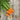 Organic Carrot Autumn King Carrot Seeds