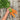 Organic Carrot Autumn King Carrot Seeds