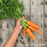 Organic Carrot Autumn King Carrot Seeds