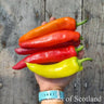 Hand holding a bunch of red, orange, and yellow peppers against a wooden background