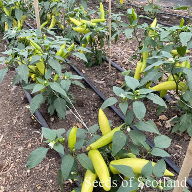 Chillies on plants