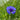 Organic Cornflower - ~180 seeds - Flower seeds