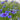 Organic Cornflower - ~180 seeds - Flower seeds