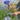 Organic Cornflower - ~180 seeds - Flower seeds