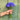 Organic Cornflower - ~180 seeds - Flower seeds