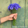 Organic Cornflower - ~180 seeds - Flower seeds