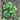 Young courgette plant with large leaves growing in soil viewed from above.