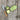 Courgette - Syrian *New 2024/25* Seeds