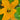 Organic Courgette - Syrian *NEW* Courgette Seeds