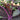 Organic Kohl Rabi - Blue Delikatess *NEW* Khol Rabi Seeds