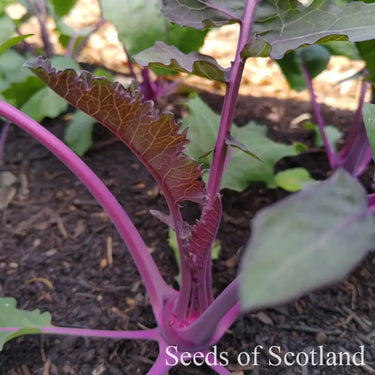 Organic Kohl Rabi - Blue Delikatess *NEW* Khol Rabi Seeds