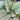 Organic Kohl Rabi - Blue Delikatess *NEW* Khol Rabi Seeds