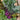 Organic Kohl Rabi - Blue Delikatess *NEW* Khol Rabi Seeds