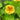 Organic Nasturtium Dwarf Mix *NEW* Flower seeds