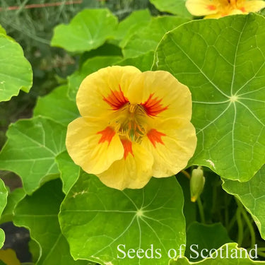 Organic Nasturtium Dwarf Mix *NEW* Flower seeds