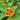 Organic Nasturtium Dwarf Mix *NEW* Flower seeds