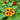 Organic Nasturtium Dwarf Mix *NEW* Flower seeds