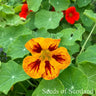 Organic Nasturtium Dwarf Mix *NEW* Flower seeds