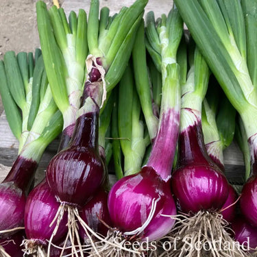 Fresh red onions on a wooden table