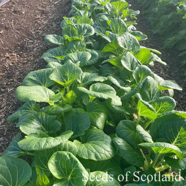 Row of Pak Choi growing in a garden bed.