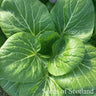 Close-up of green leafy Pak Choi